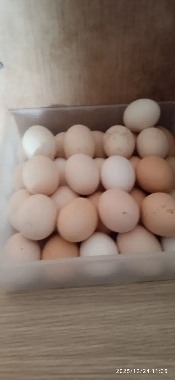 تخم مرغ|خوردنی و آشامیدنی|زاهدان, |دیوار