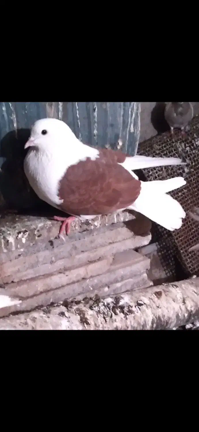 ۴ عدد کبوتر پرشی|پرنده|ایلام, |دیوار