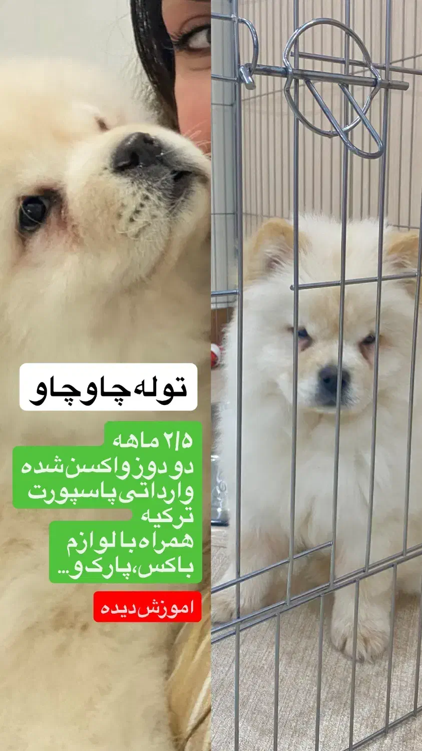 چاوچاو وارداتی شناسنامه پاسپورتی ترکیه|سگ|بندرعباس, |دیوار