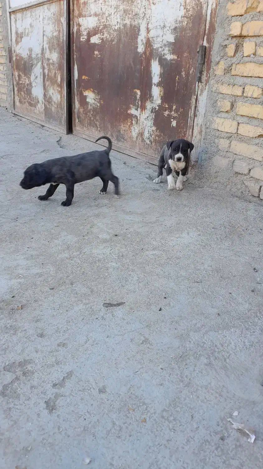 حیوانات|سگ|بیلوار, |دیوار