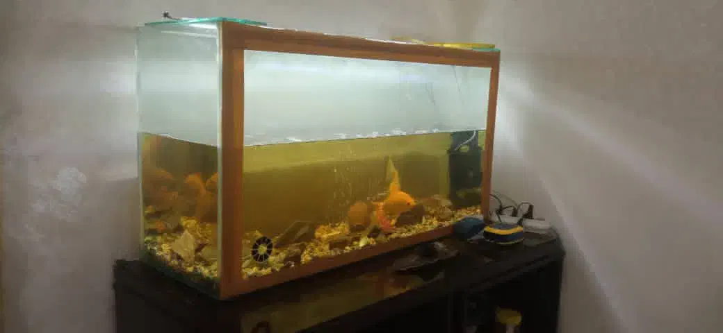 اکواریوم بزرگ|ماهی|خرمشهر, |دیوار