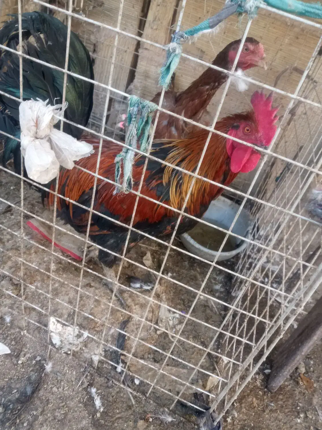 مرغو خروس|حیوانات مزرعه|بهارستان, |دیوار