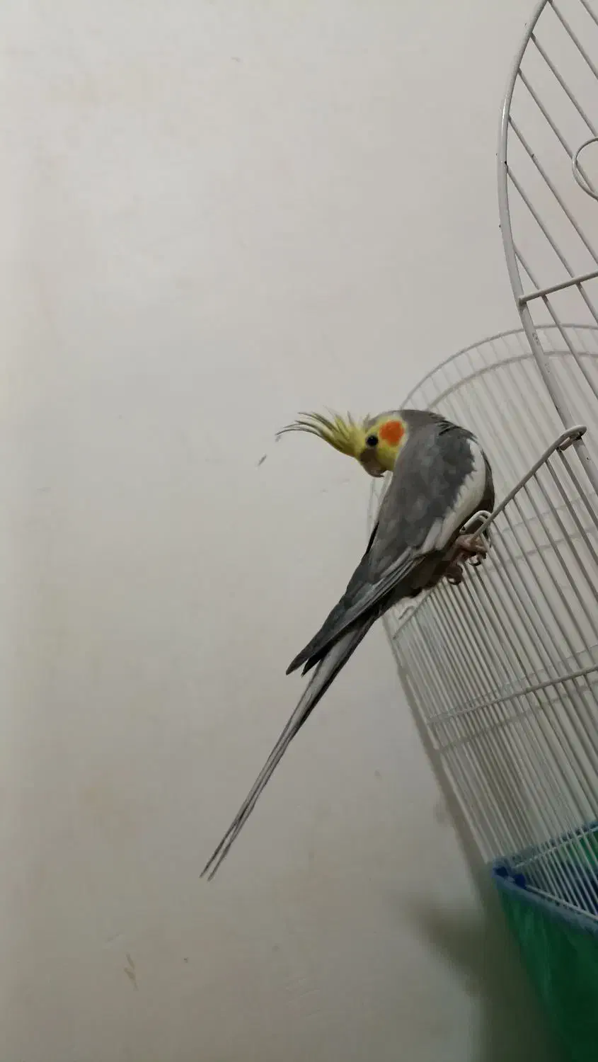 عروس هلندی مولد در کمیجان|پرنده|کمیجان, |دیوار