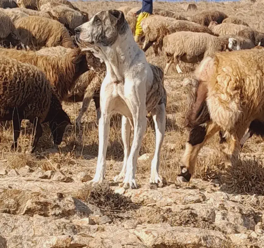 ماده خراسانی|سگ|قوچان, |دیوار