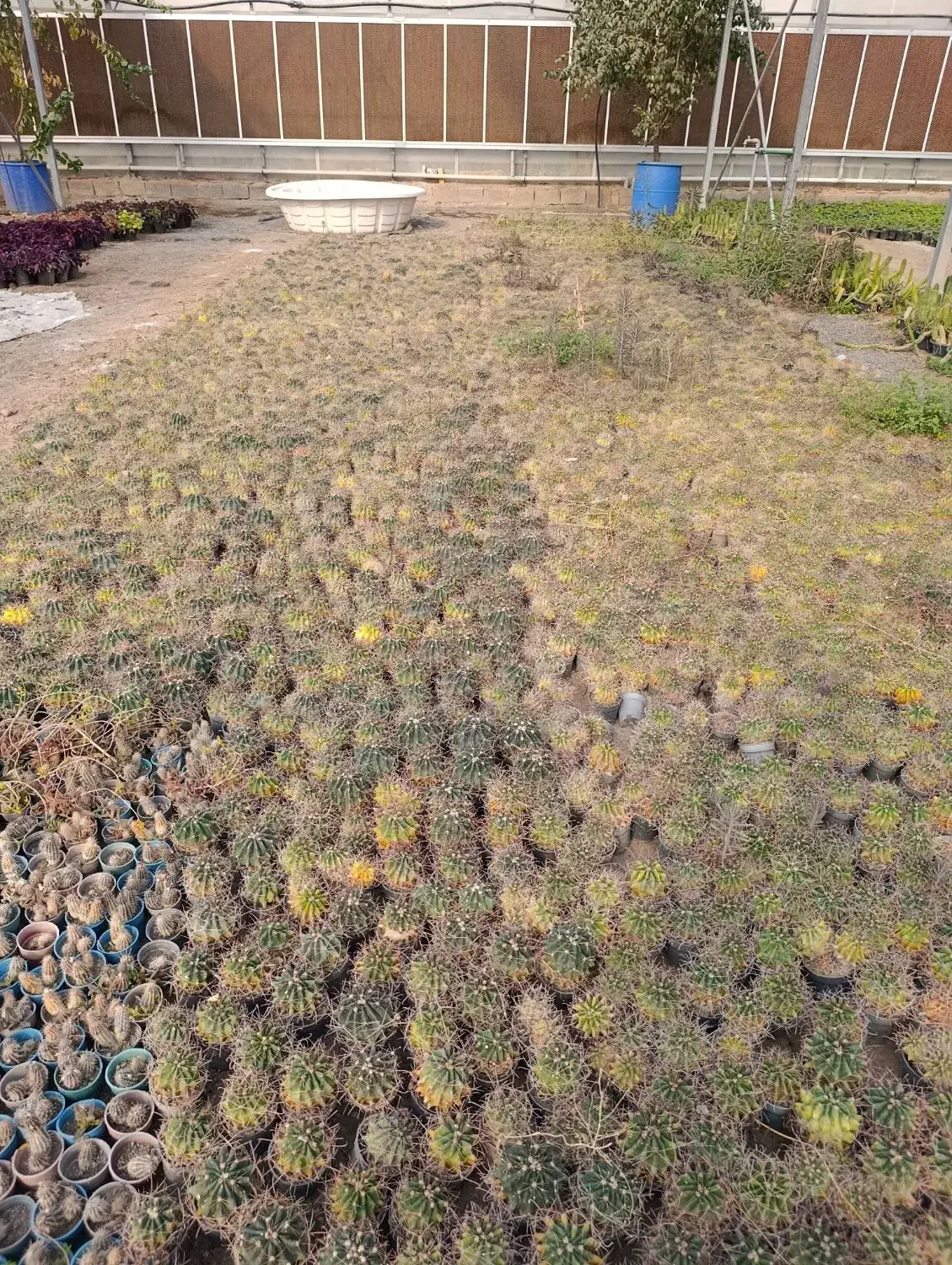 فروش ویژه کاکتوس به مدت محدود|گل و گیاه طبیعی|خسروشاه, |دیوار