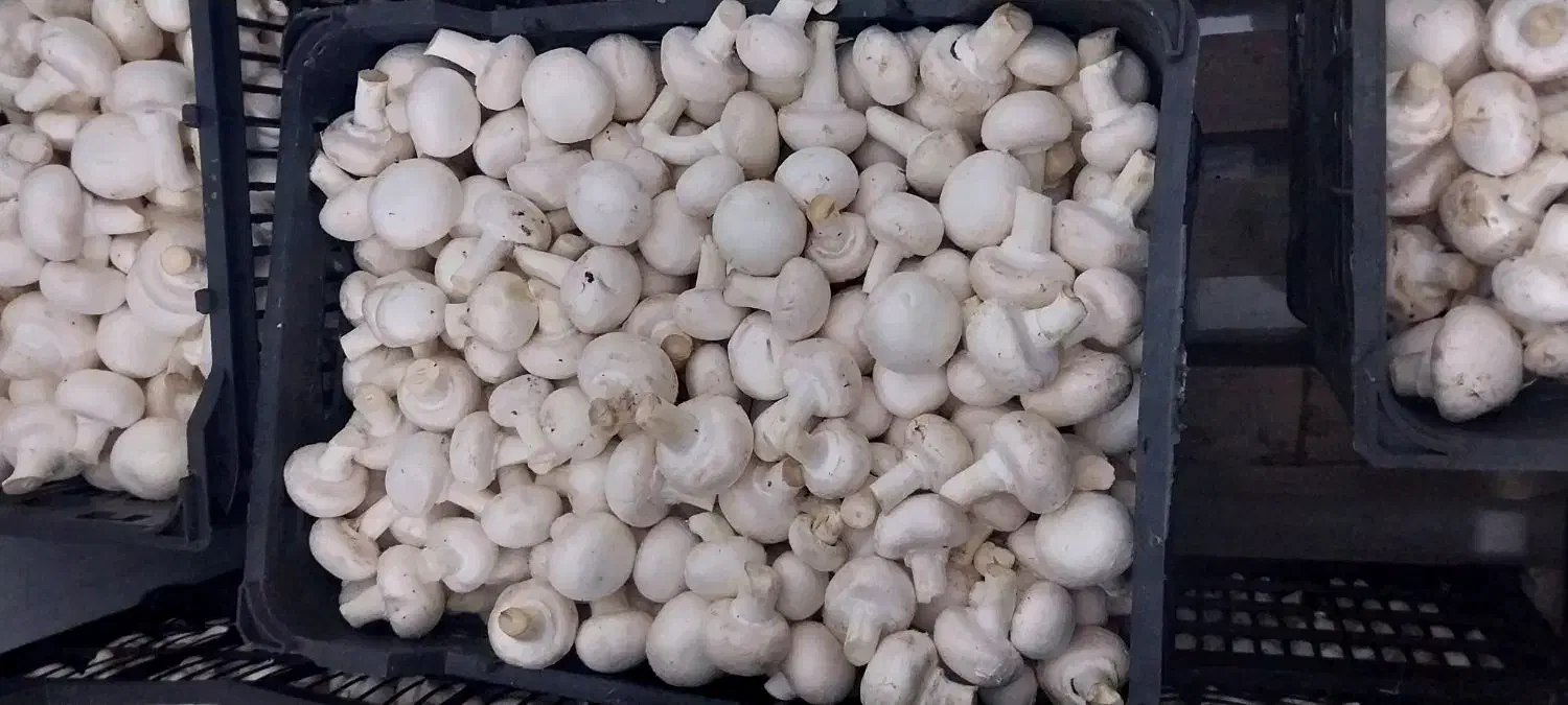 فروش قارچ به قیمت تولیدی|خوردنی و آشامیدنی|شوشتر, |دیوار