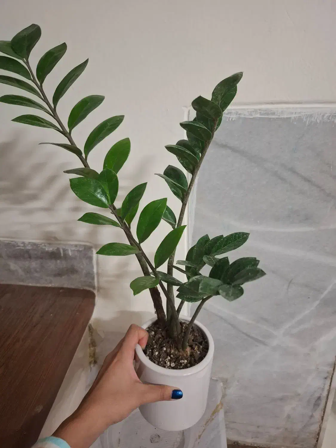 گل/زامیفولیاه/گل آپارتمانی|گل و گیاه طبیعی|یزد, |دیوار