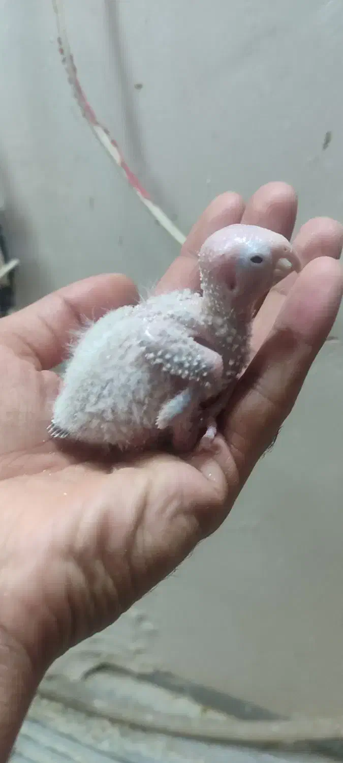 جوجه گرینچیک.عروس هلندی.مرغ عشق.|پرنده|گلبهار, شهر جدید گلبهار|دیوار