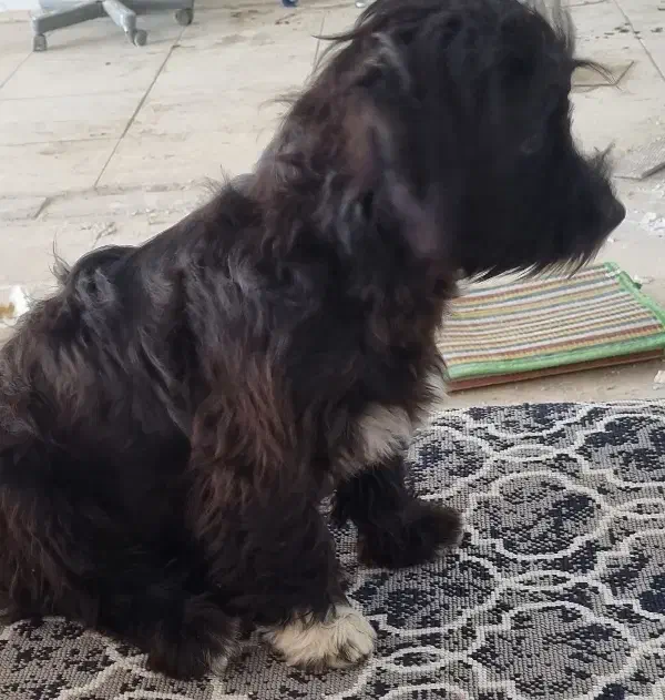 سگ پیدا شده|سگ|خرمآباد, |دیوار