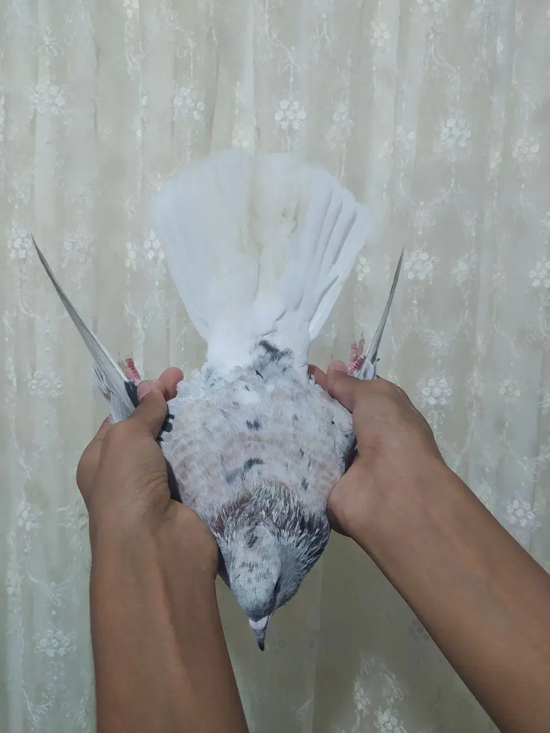 کبوتر|پرنده|نگین شهر, |دیوار