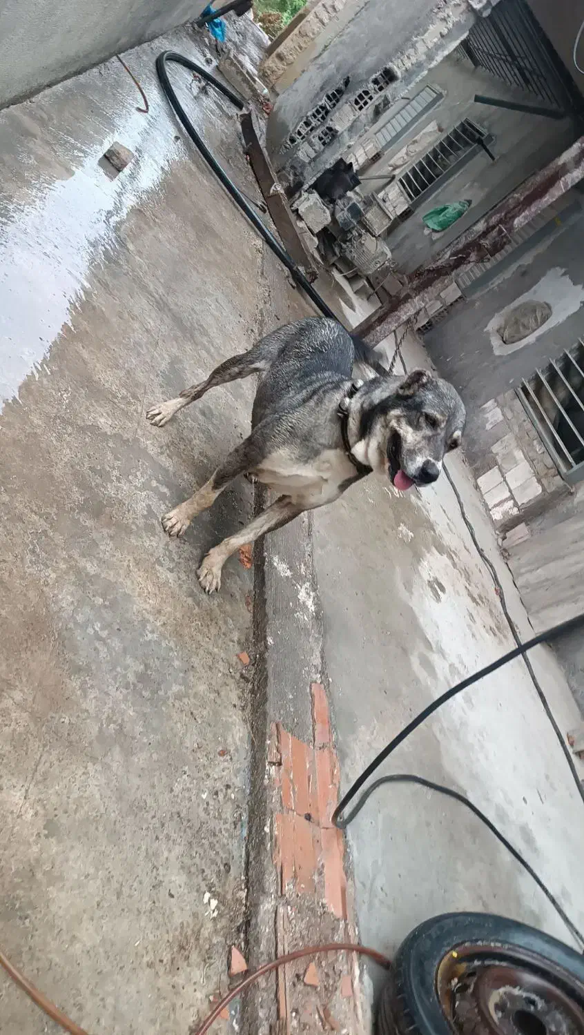 سگ ..|سگ|فاضل آباد, |دیوار