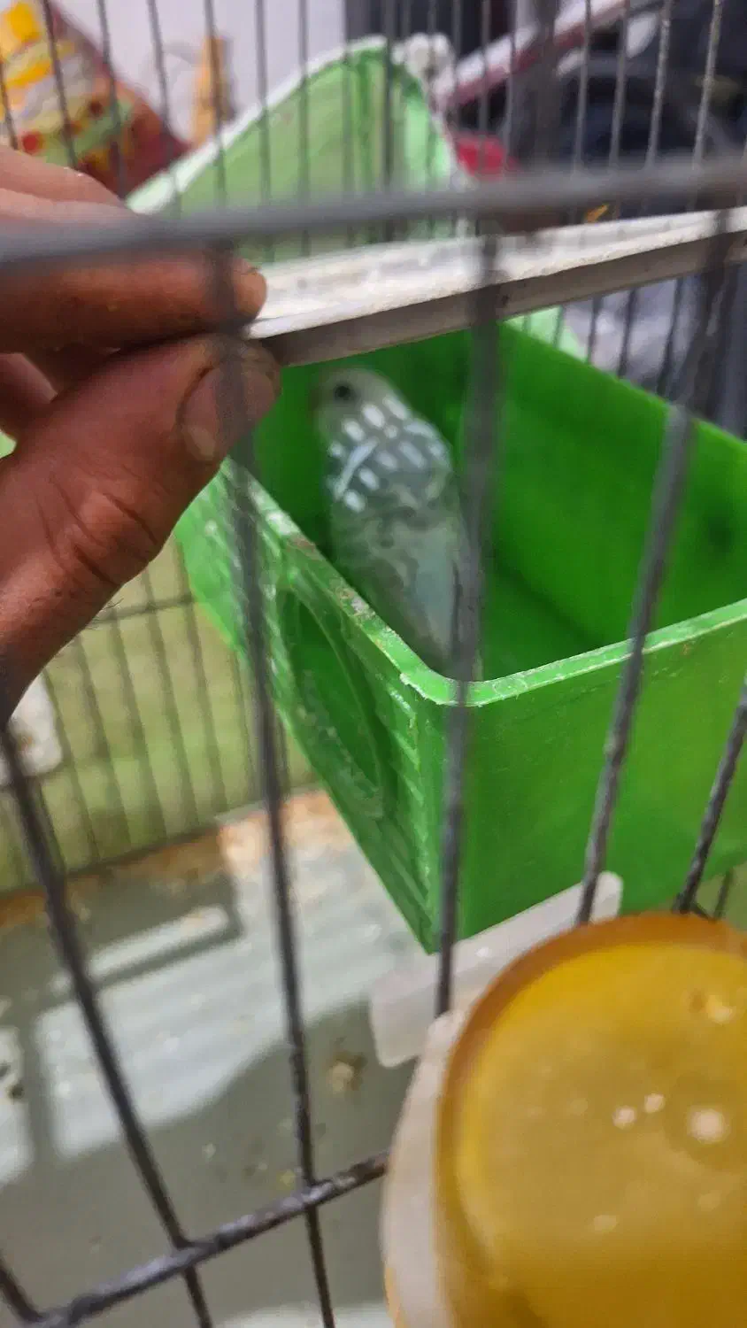 مرغ عشق|پرنده|مسجد سلیمان, |دیوار