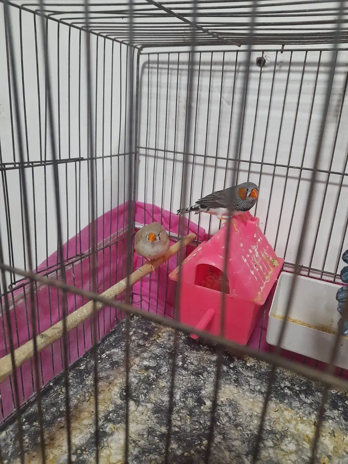 فنچ|پرنده|جوانرود, |دیوار