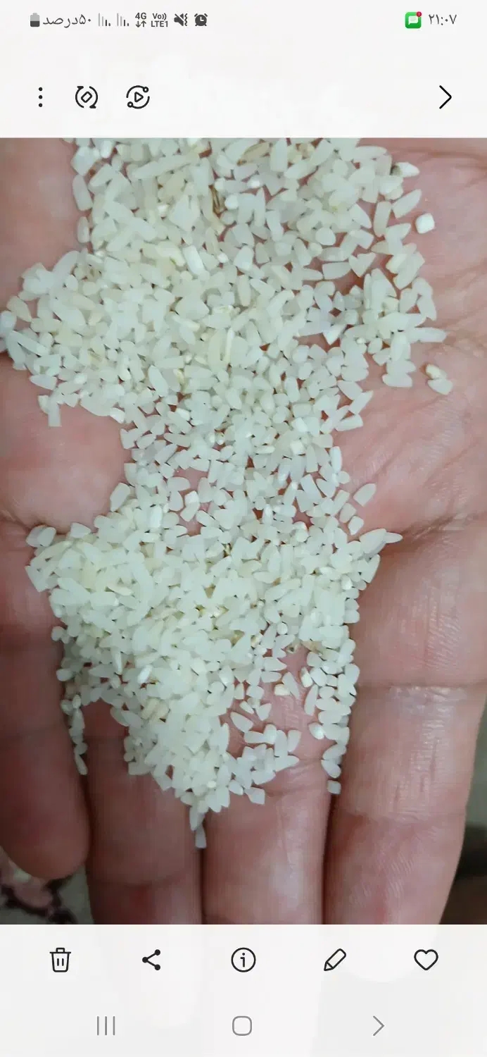 فروش نیمدانه طارم هاشمی ۲۲۰کیلو کیلویی ۱۵۰۰۰۰|خوردنی و آشامیدنی|بابل, |دیوار