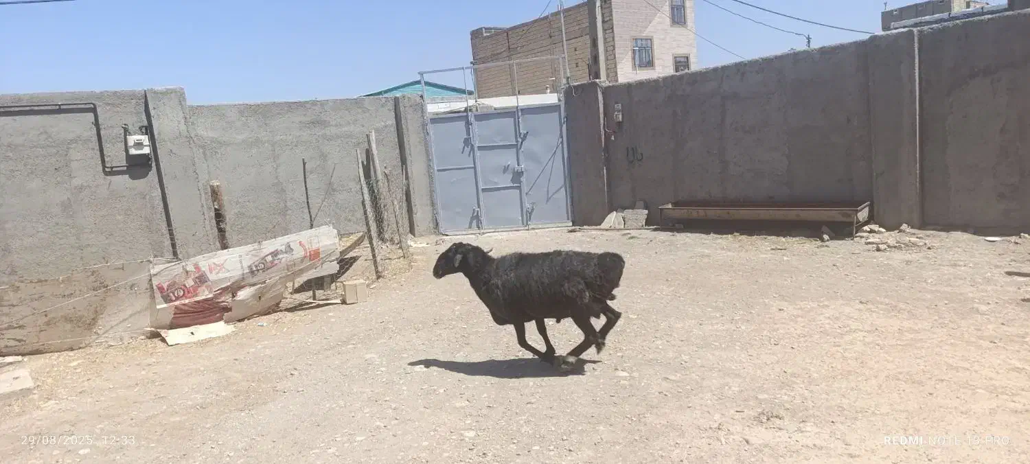 دام های پروار شده ، کوهستانی|حیوانات مزرعه|کرج, فاز ۲ مهرشهر|دیوار