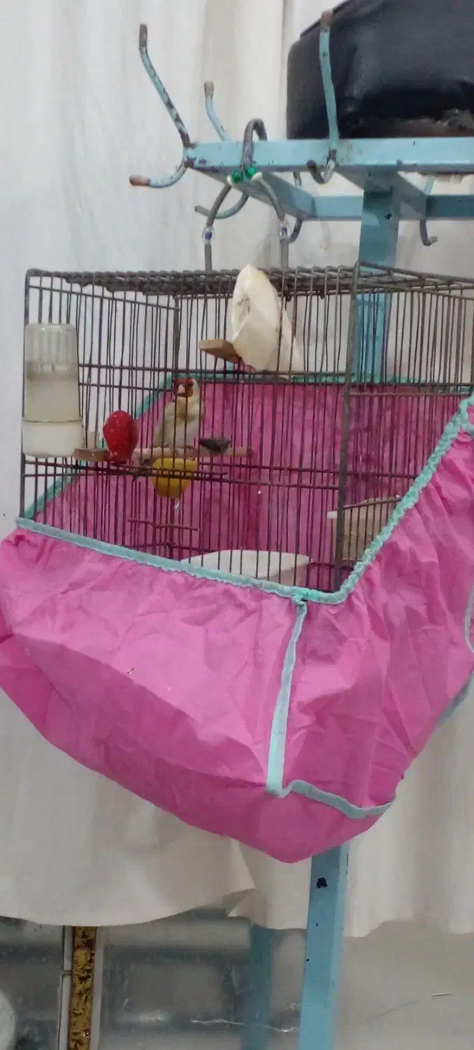 سهره نر رام تازه بالغ پا سفید شیرین بخون|پرنده|رشت, شهرک قدس|دیوار