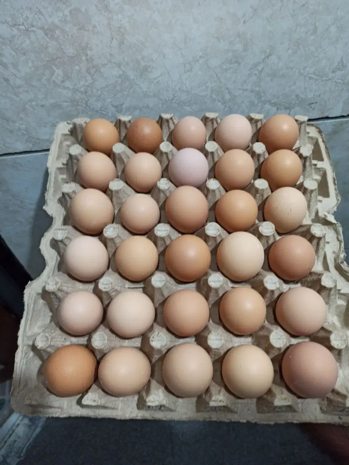 تخم مرغ محلی خاص و کاملا طبیعی|خوردنی و آشامیدنی|مشهد, سپاد|دیوار
