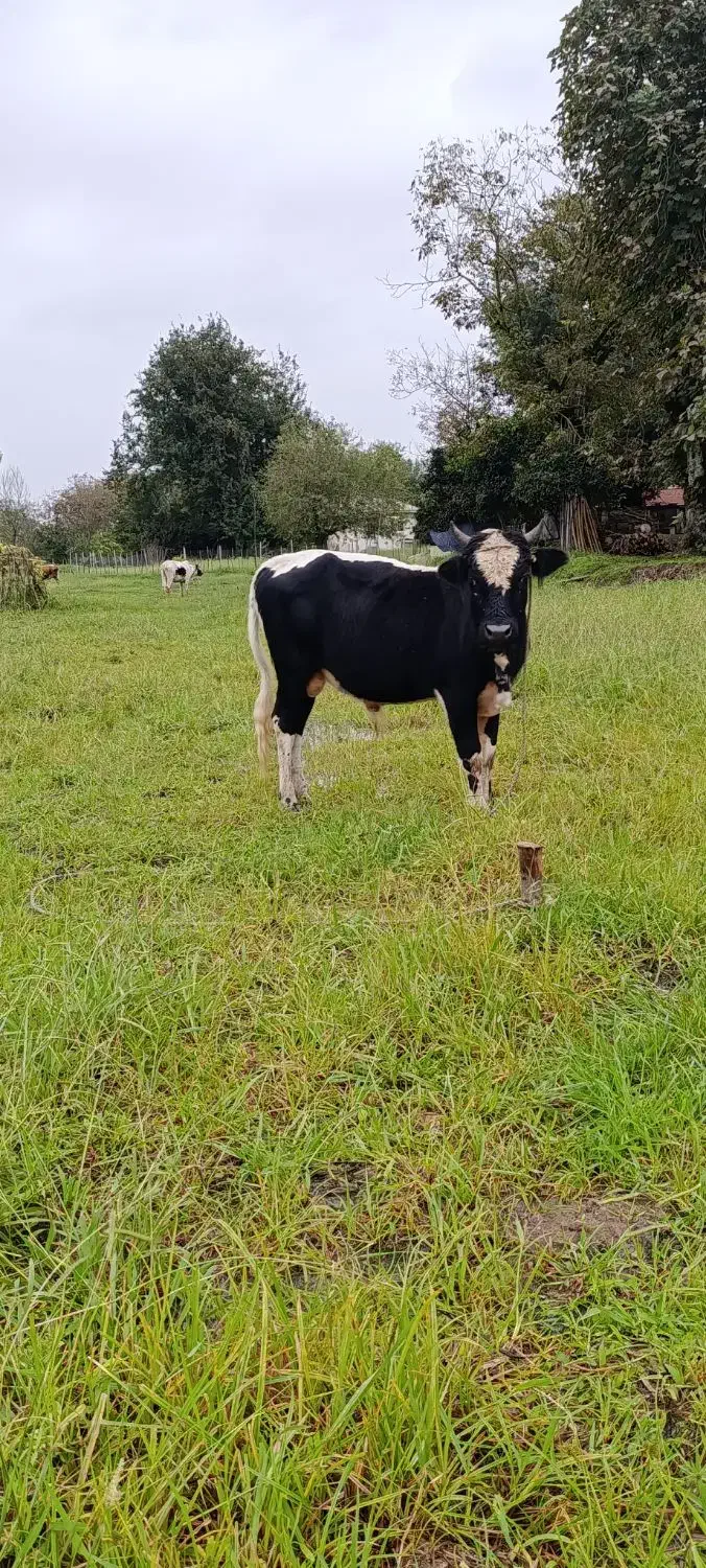 ورزا فروشی|حیوانات مزرعه|گوراب زرمیخ, |دیوار