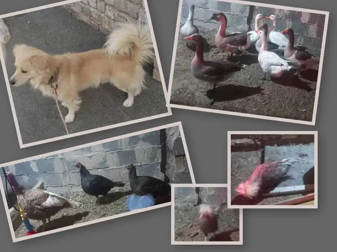 فروش فوری قوغاز وبوقلمون خروس لهستانی وسگ نر|حیوانات مزرعه|قنوات, |دیوار