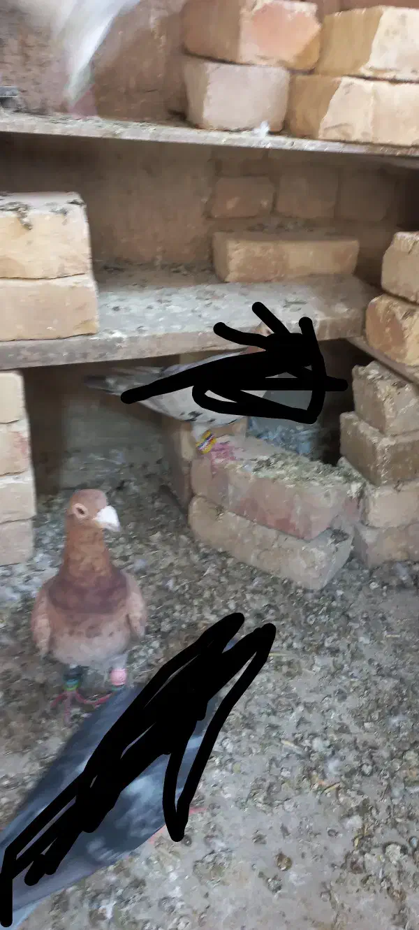 کبوتر|پرنده|اسفرورین, |دیوار