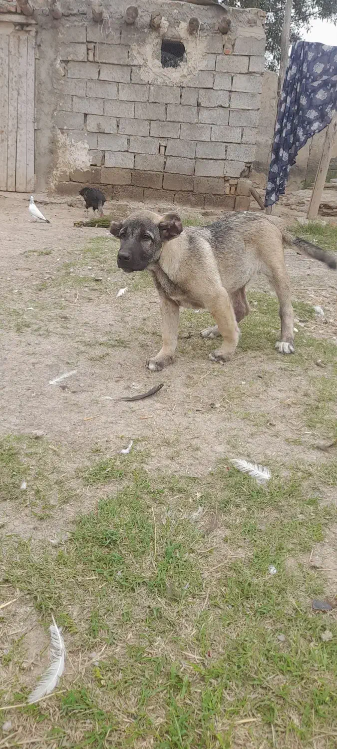 از بهترین نسل سرابی|سگ|پارس‌آباد, |دیوار