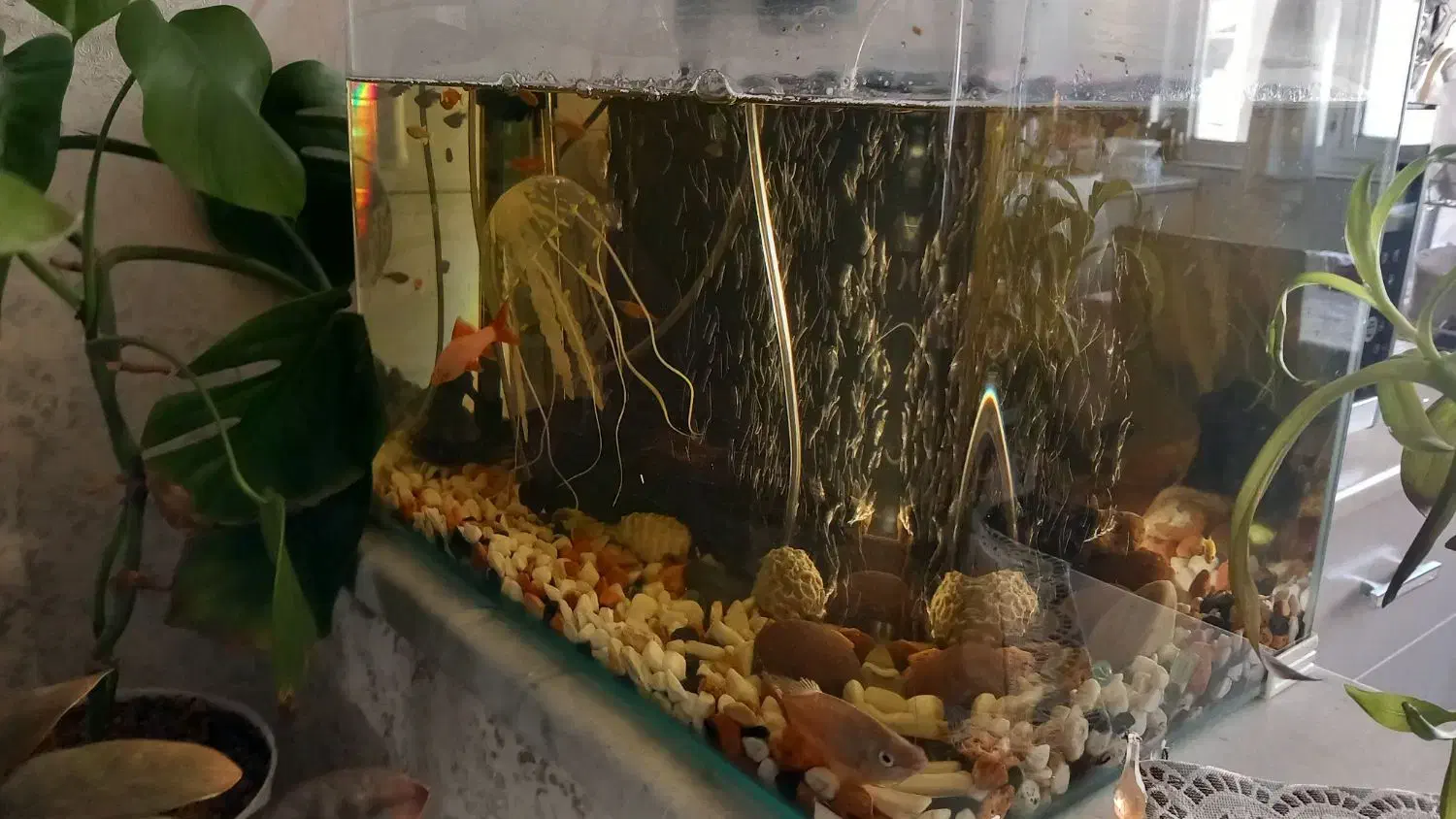 آکواریوم|ماهی|تهران, مسعودیه|دیوار