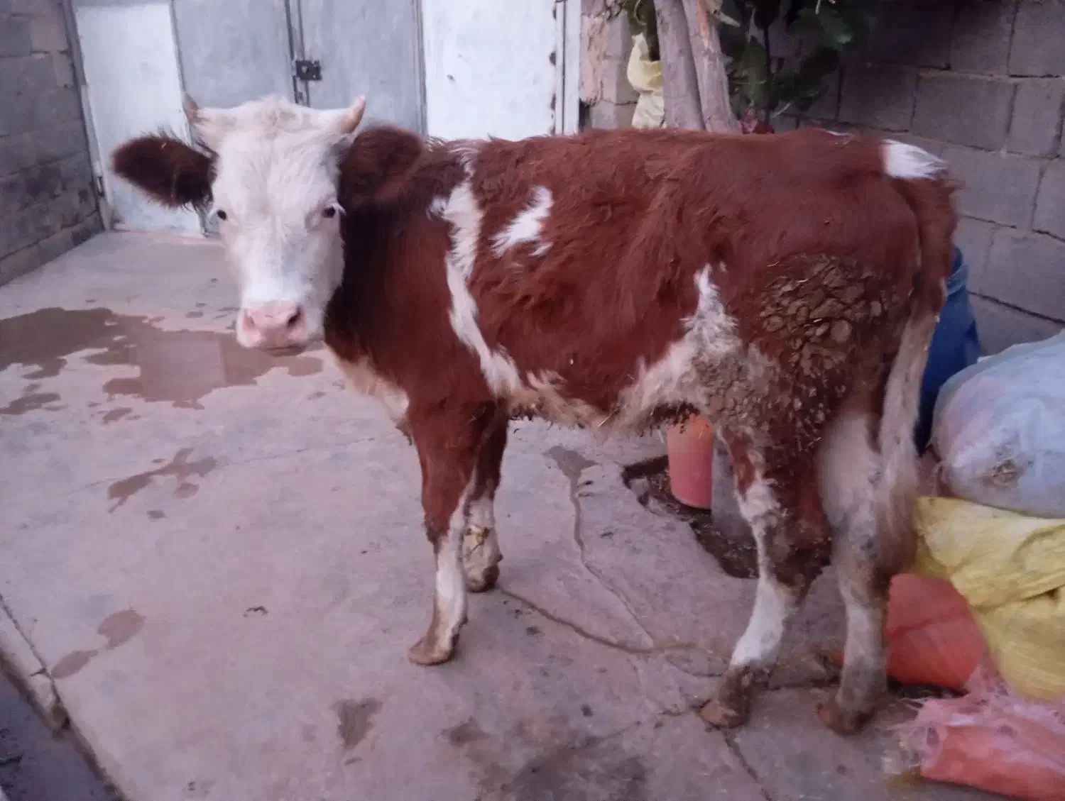 گوساله|حیوانات مزرعه|بیستون, |دیوار