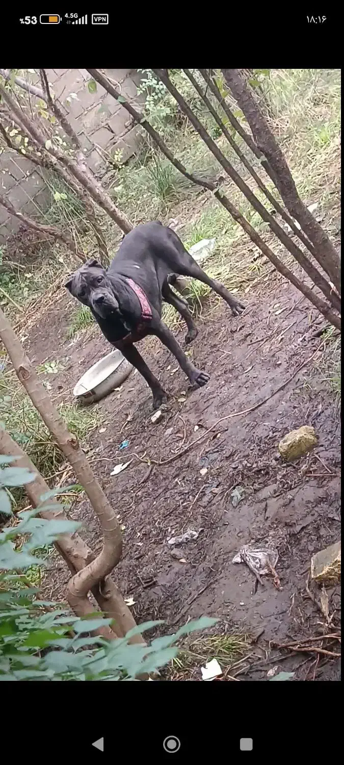 کنکورسو ماده|سگ|رشت, منظریه|دیوار