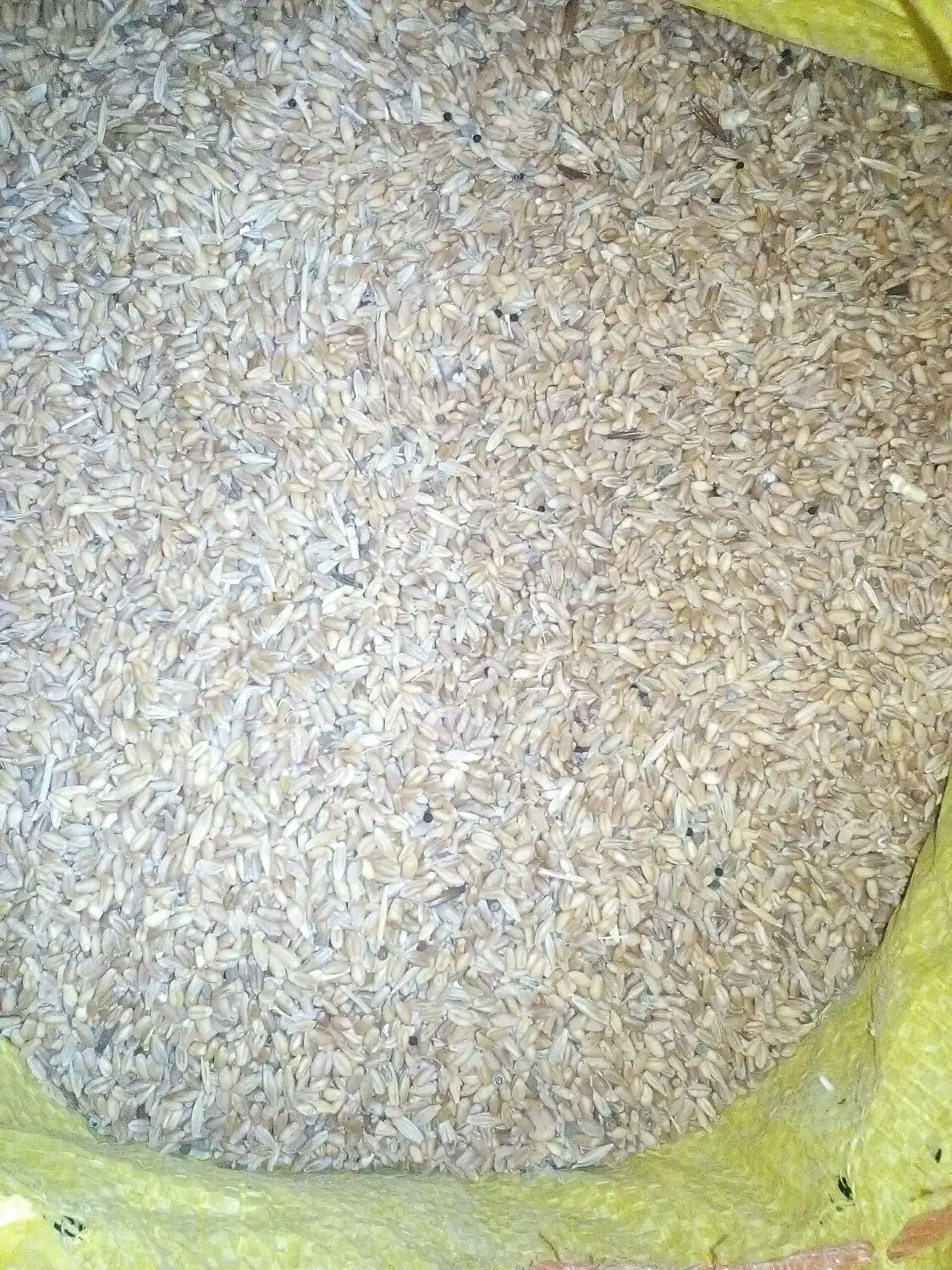 گندم دیمی گنداب|عمده‌فروشی|دره شهر, |دیوار