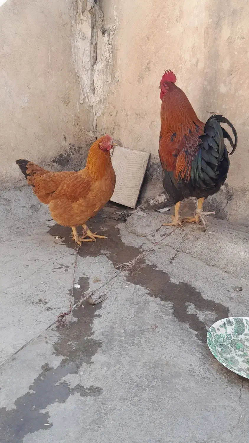 خروس و مرغ|حیوانات مزرعه|بهارستان, |دیوار