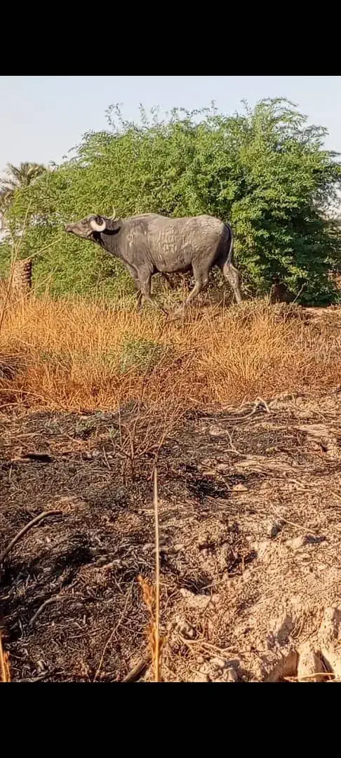 گمشده|حیوانات|آبادان, |دیوار