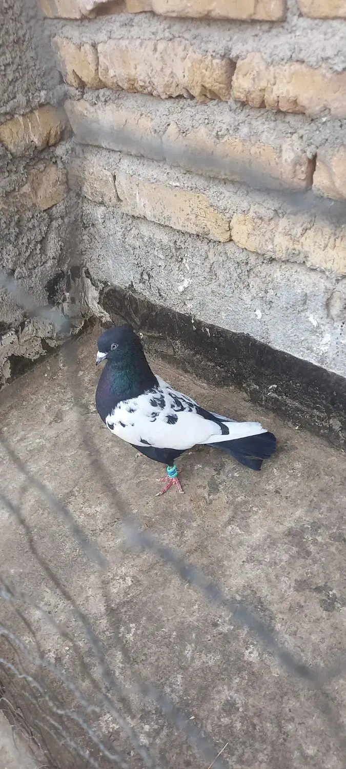 رنگه جفتگاه|پرنده|قوچان, |دیوار