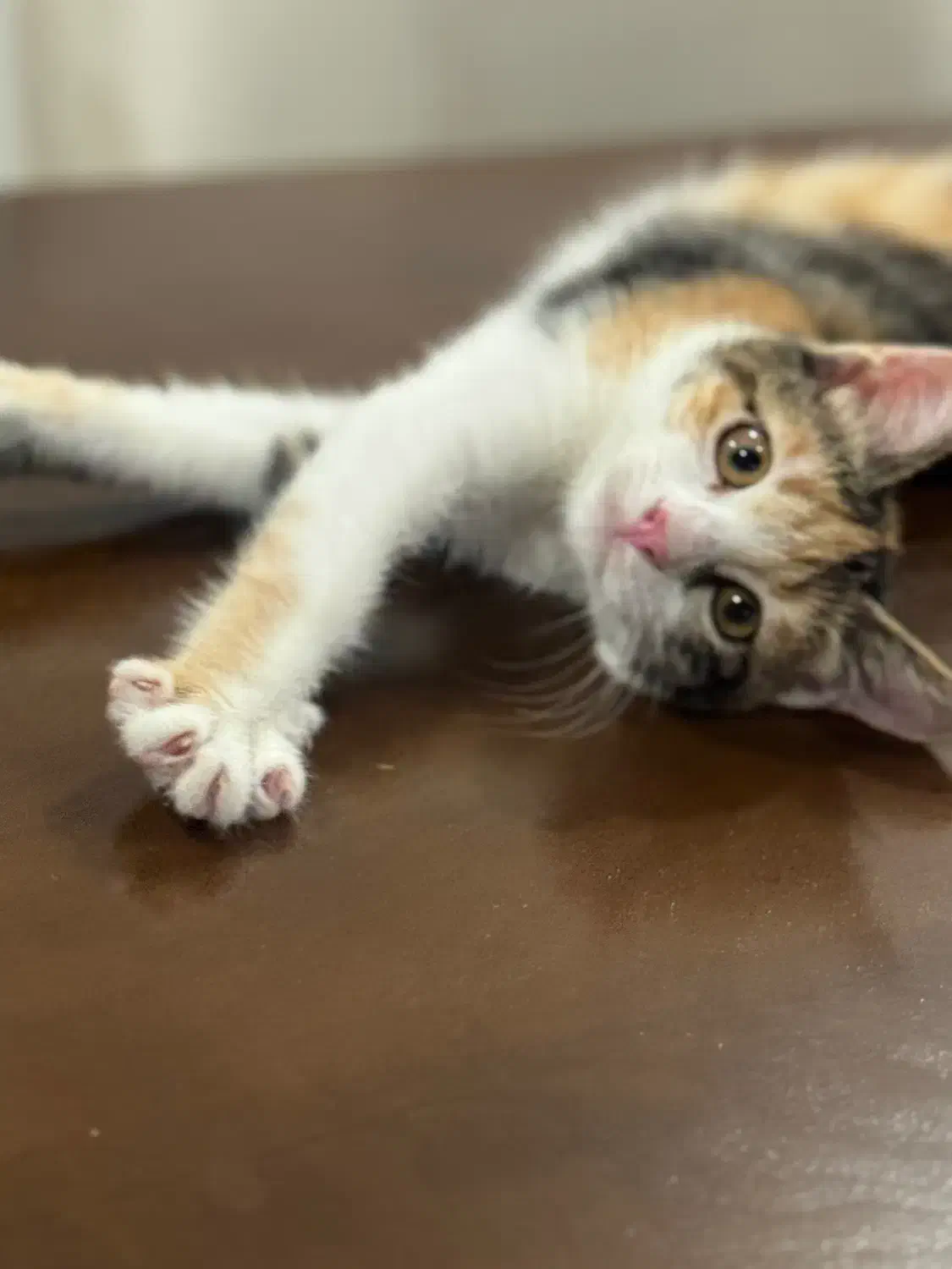 واگذاری گربه|گربه|کرج, گوهردشت|دیوار