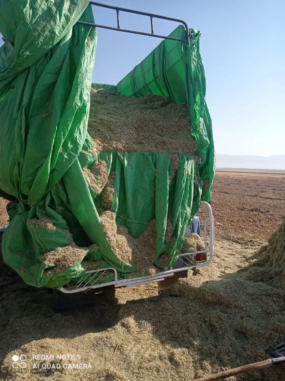 کاه لوبیا چیتی تحویلی|لوازم جانبی حیوانات|ارژن, |دیوار