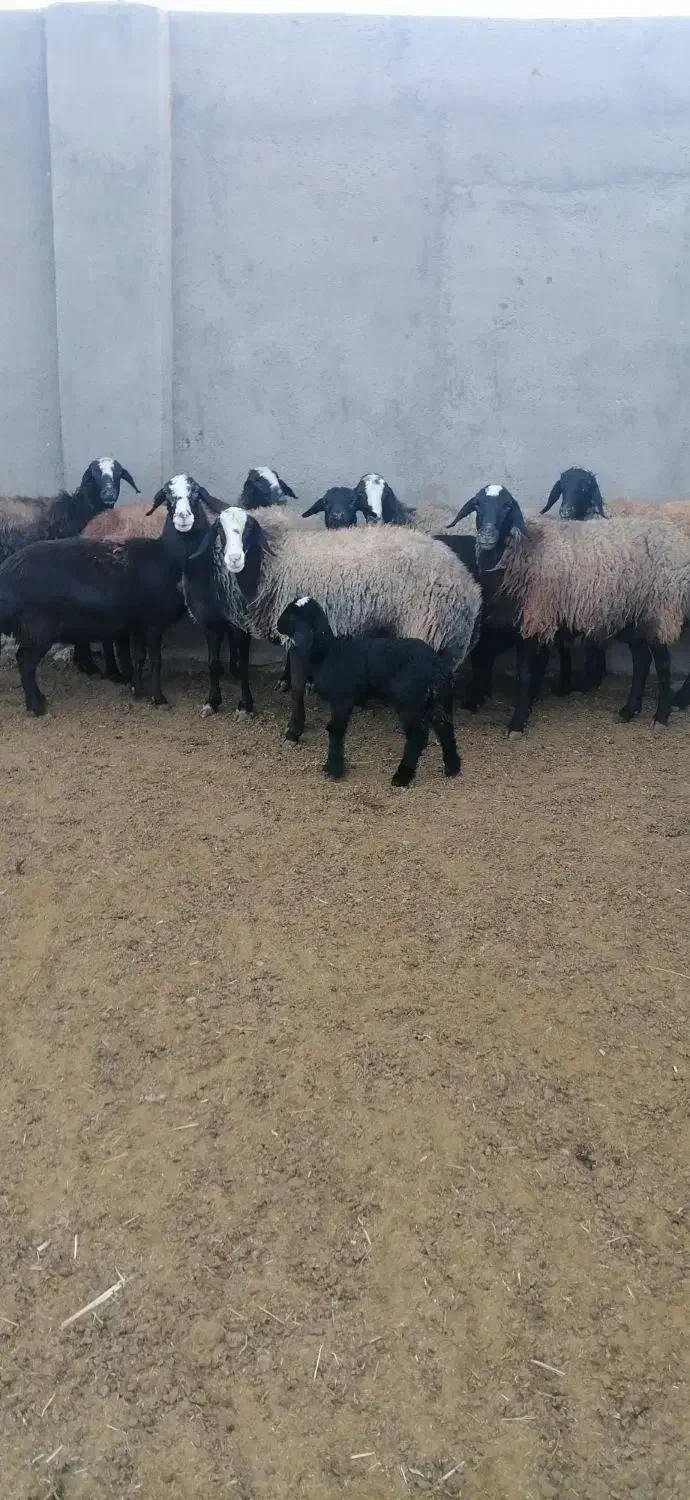 درود دوستان 15راس میش آبستن بره دار|حیوانات مزرعه|دشتابی, |دیوار