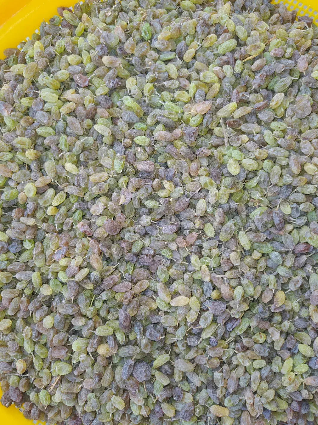 کشمش سایه خشک|خوردنی و آشامیدنی|ملایر, |دیوار