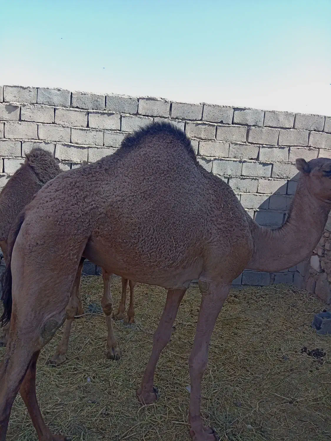 هاشی شتر|حیوانات مزرعه|یزدان شهر, |دیوار