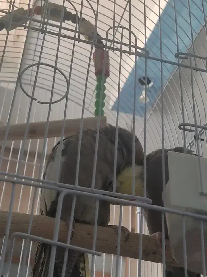 عروس هلندی سینامون مولد|پرنده|اهواز, ۳۰ متری|دیوار