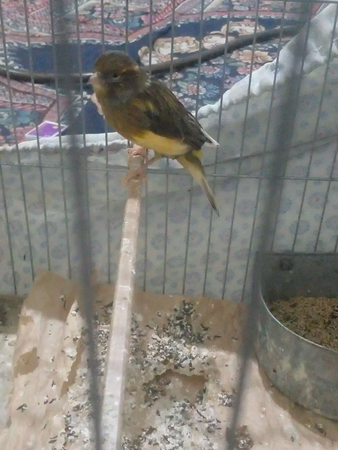 قناری ماده معامله|پرنده|فسا, |دیوار