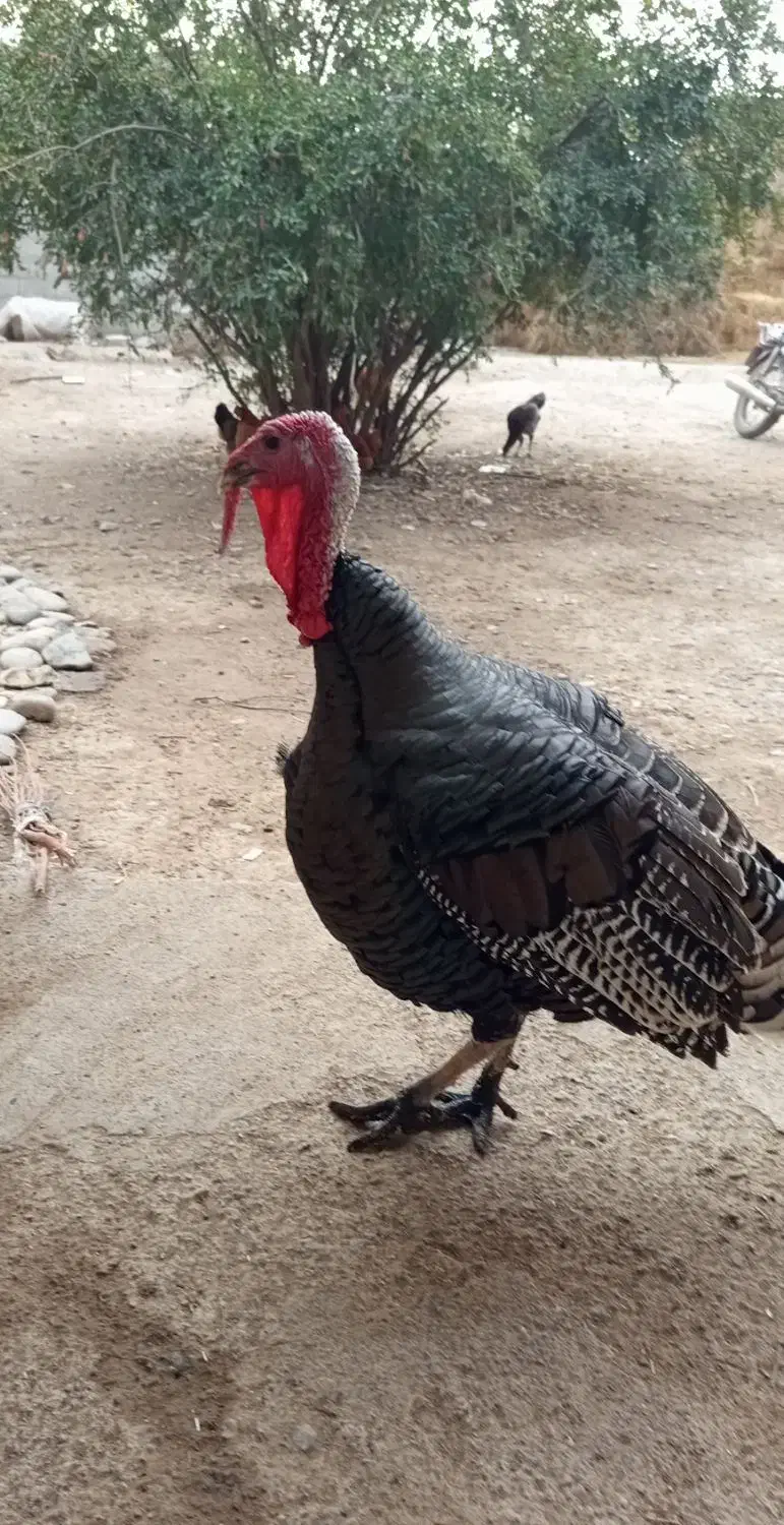 بوقلمون نر نژاد انگلیس|حیوانات مزرعه|اصلاندوز, |دیوار