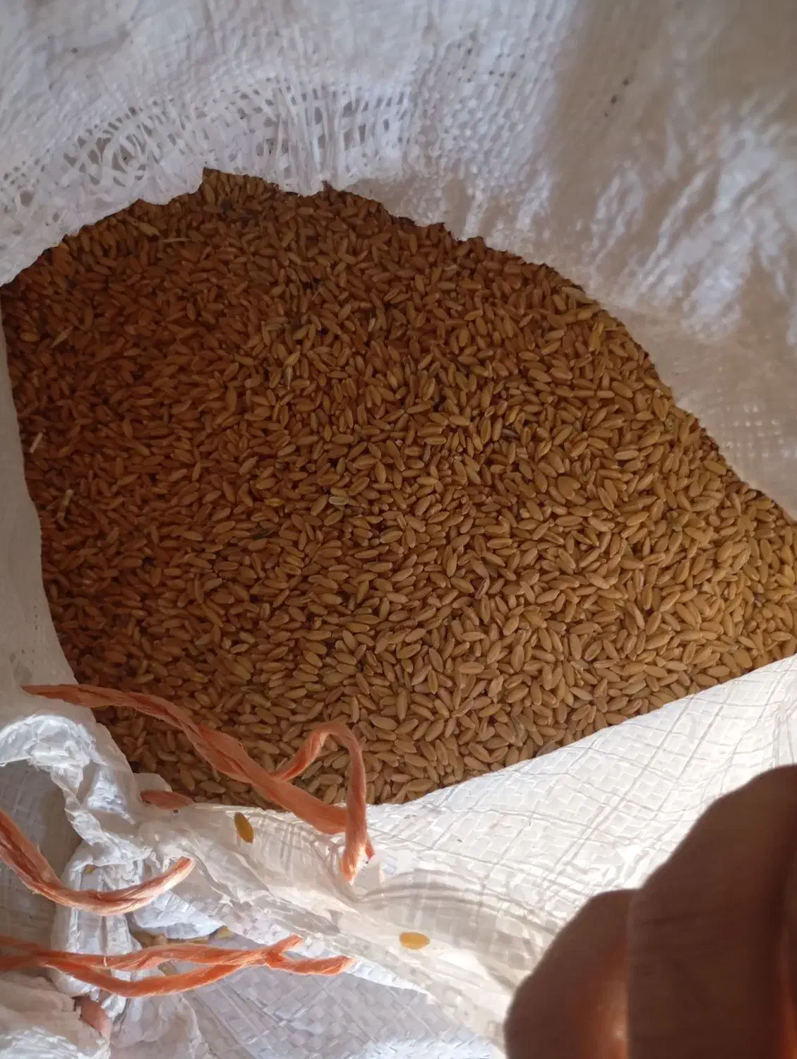 گندم رقم باران مناسب بذر|عمدهفروشی|کبودرآهنگ, |دیوار