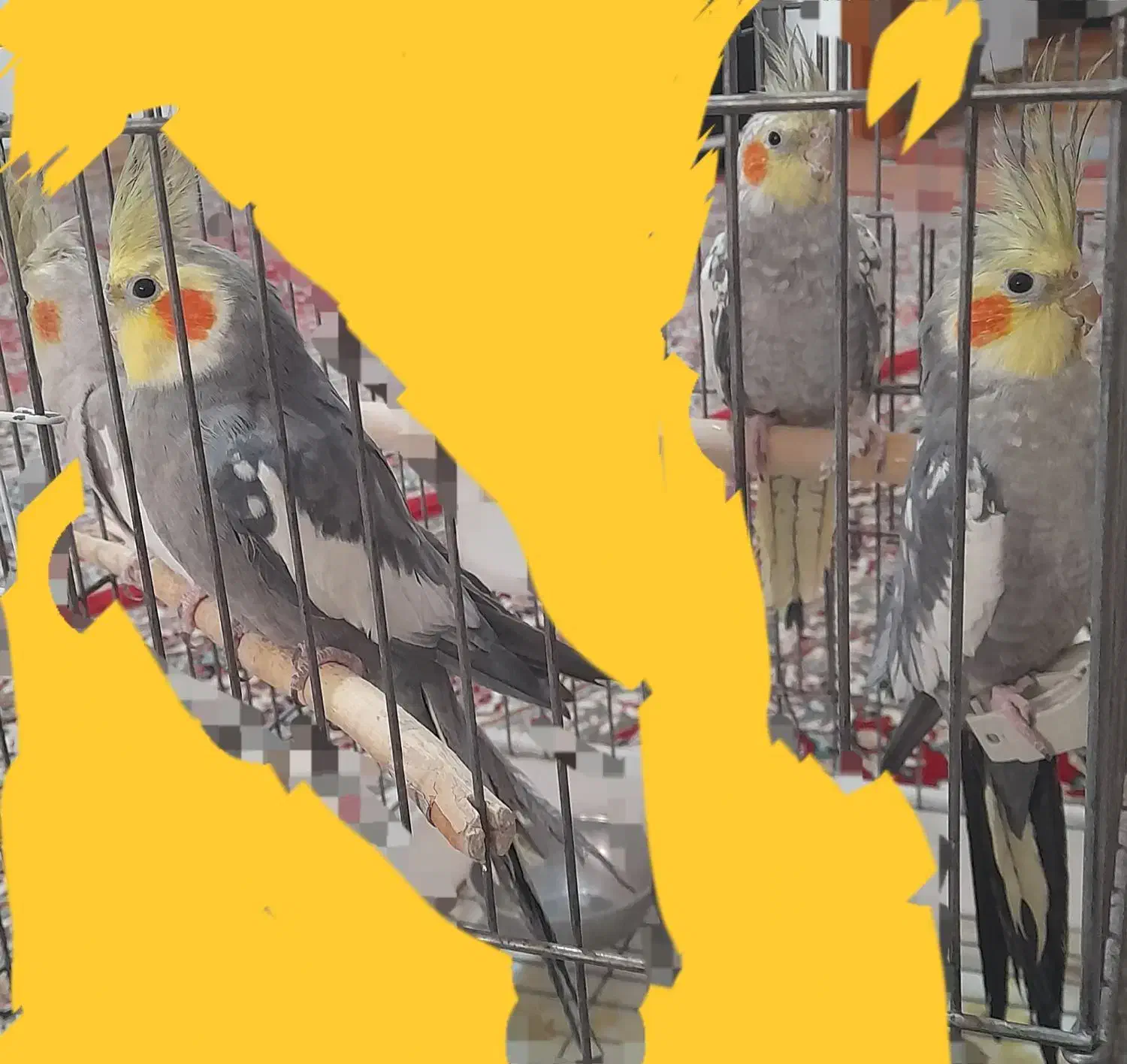 عروس هلندی سخنگو|پرنده|سنقر, |دیوار