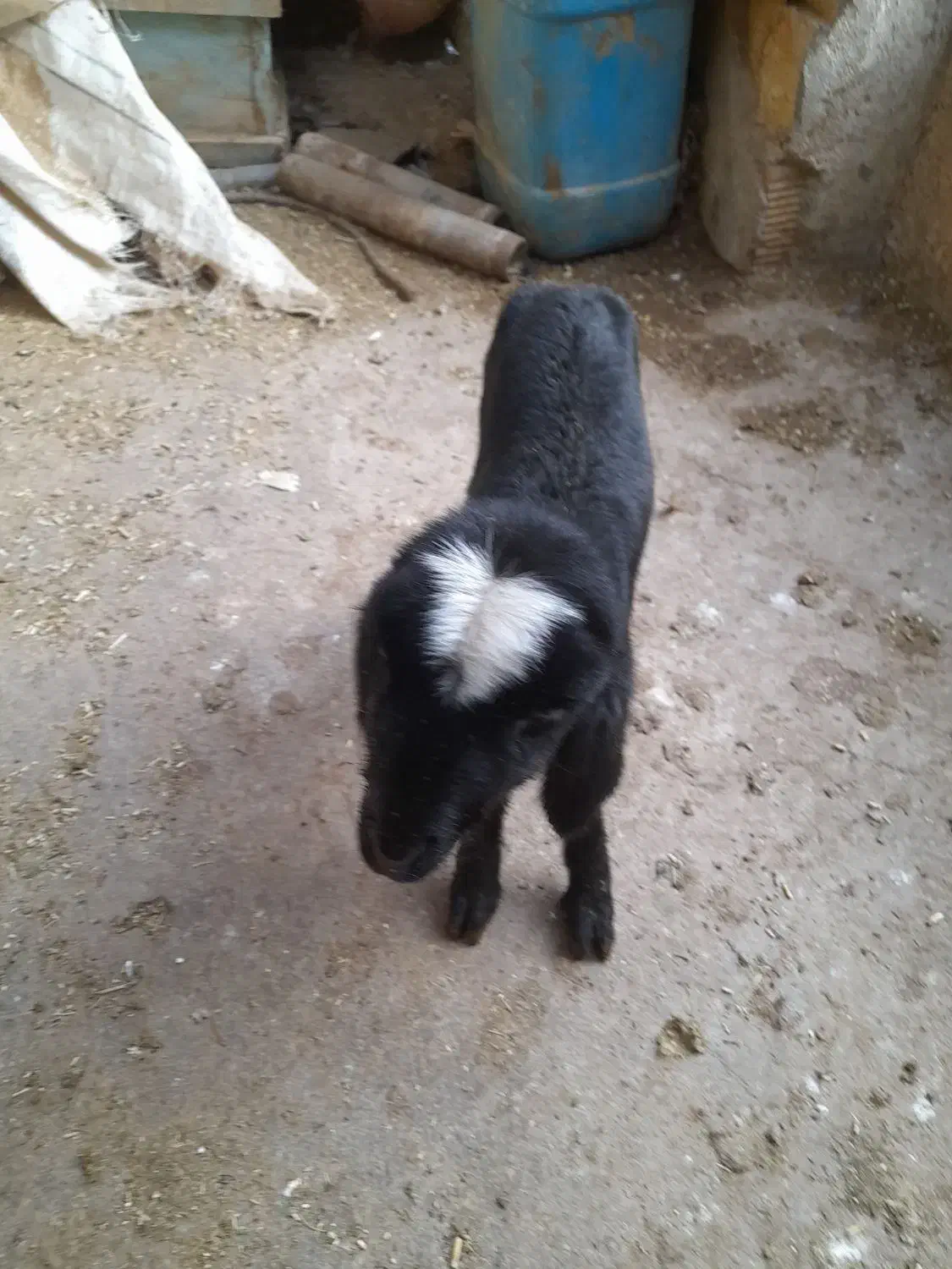 بره گوسفند|حیوانات مزرعه|فامنین, |دیوار