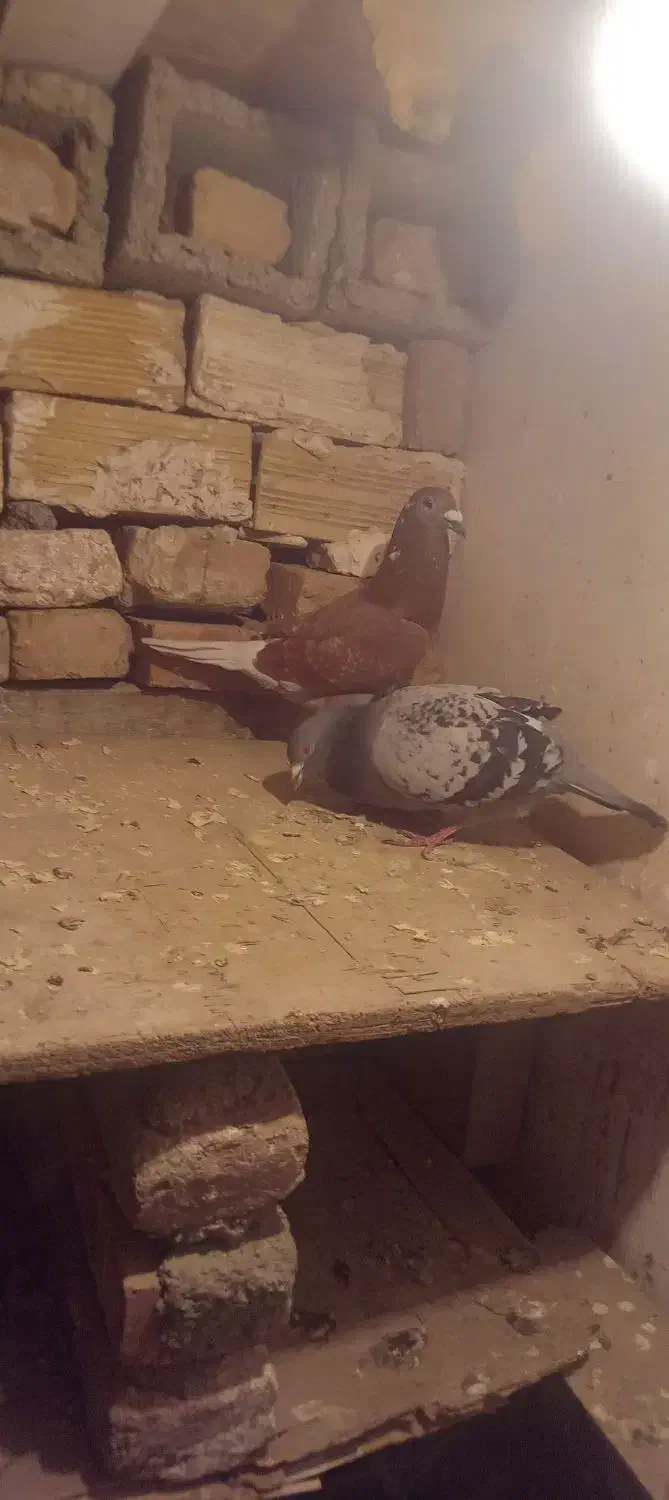 کفتر دوبر اویناخ اوچان|پرنده|پارسآباد, |دیوار