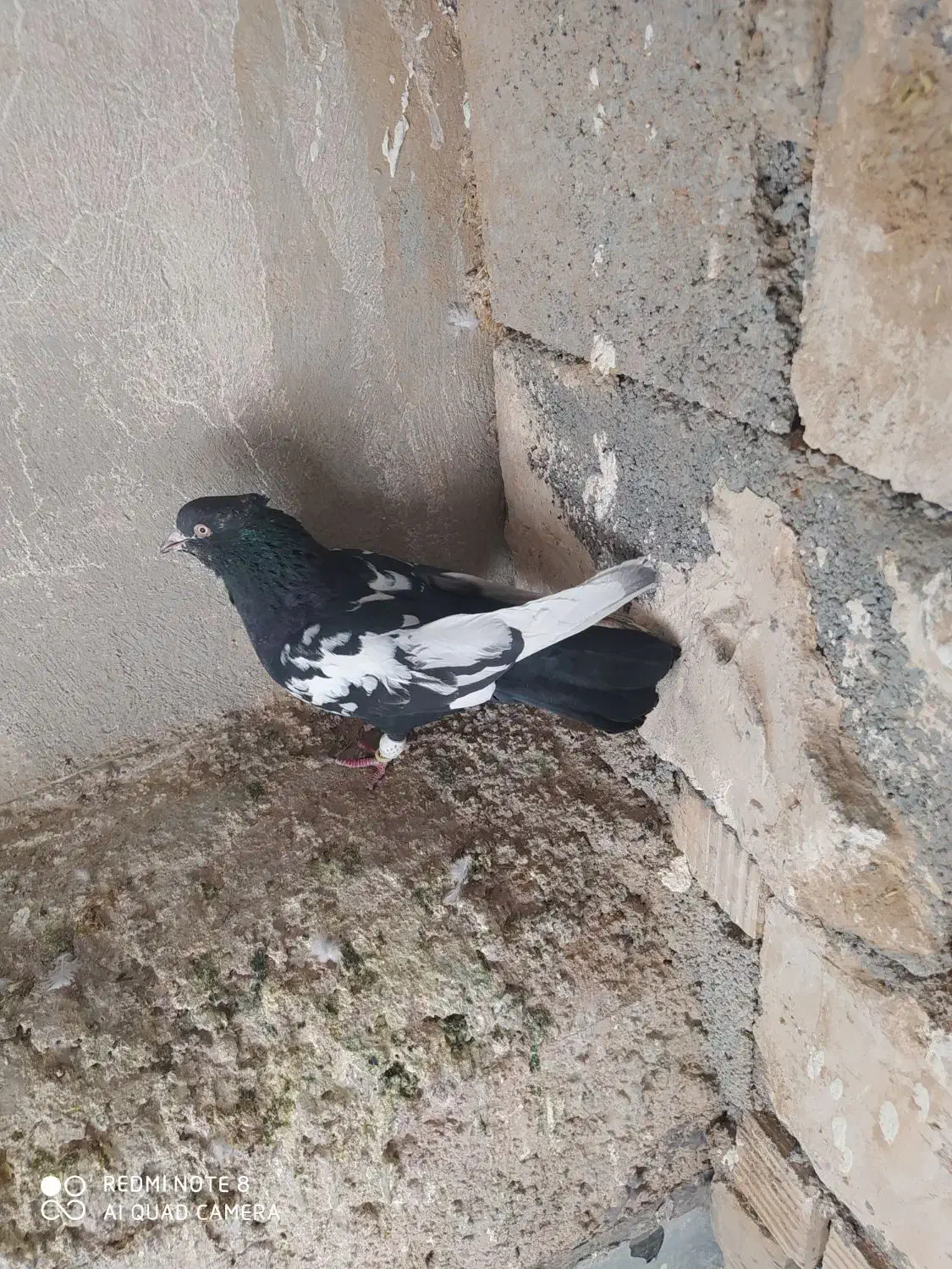 سینه سیاه نر  بزن 380تومن|پرنده|مرودشت, دولت آباد|دیوار