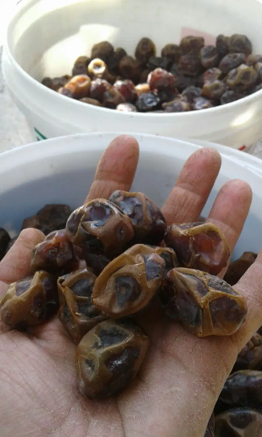 خرما برحی|خوردنی و آشامیدنی|چغادک, |دیوار