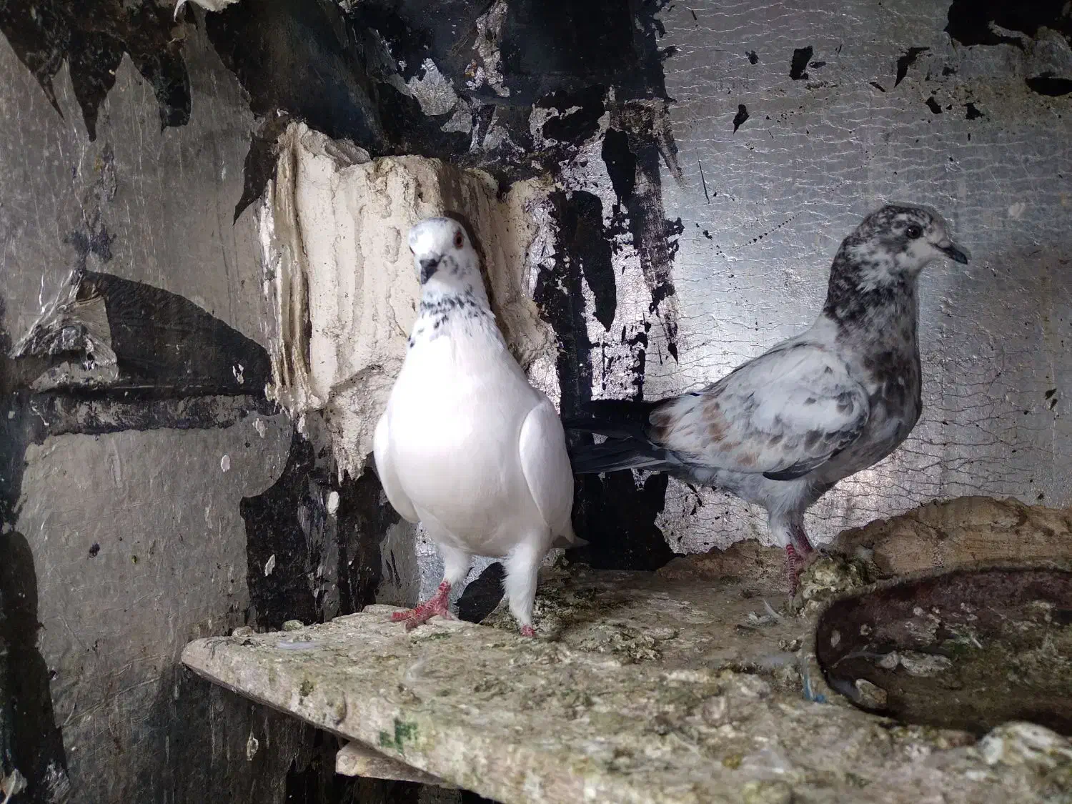 کبوتربالای۷ساعت|پرنده|اسلامآباد غرب, |دیوار