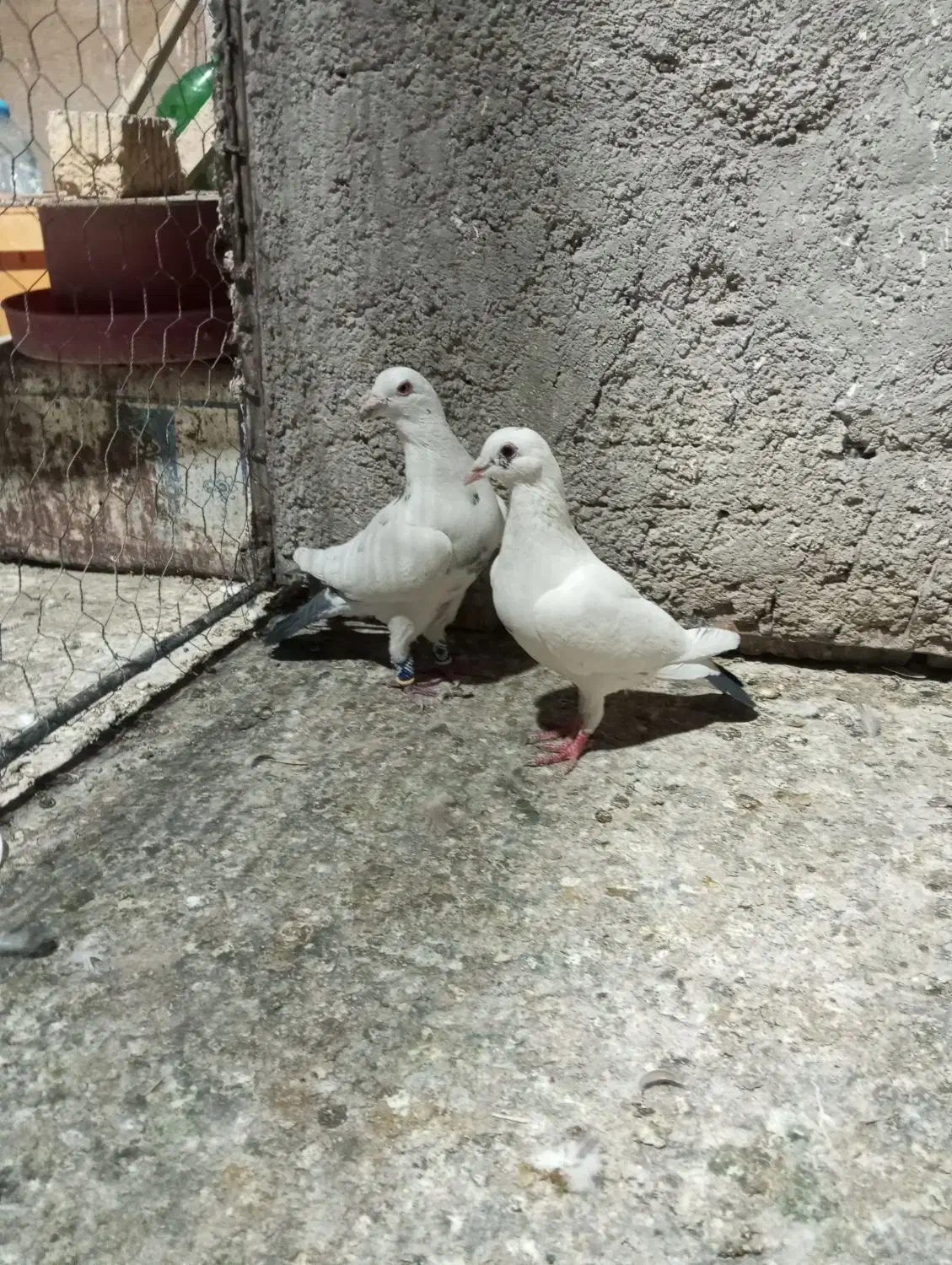 پلاکی جفتی|پرنده|مرودشت, زنگی آباد|دیوار