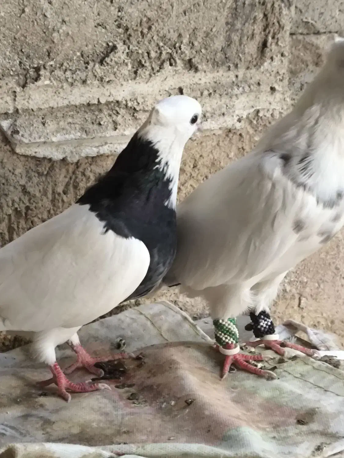 کبوتر طوقی|پرنده|بوشهر, |دیوار