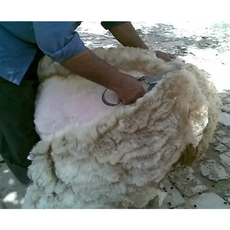 پشم گوسفند چین دوم سوم|حیوانات مزرعه|شیروان (خراسان), |دیوار